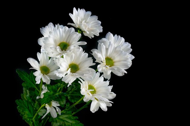 Chrysanthèmes blancs sur fond noir Bouquet de marguerites sur fond noir