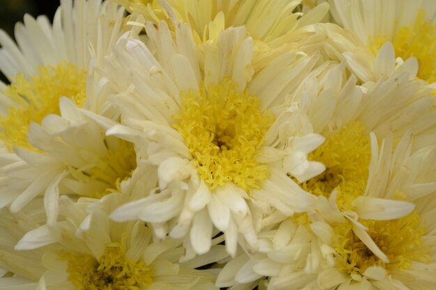 Chrysanthèmes blancs