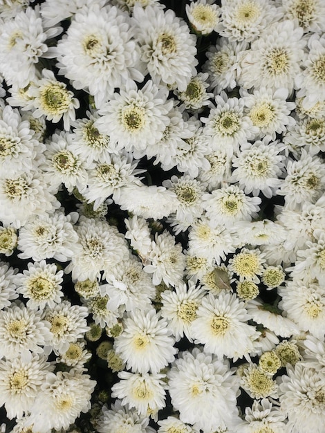 Des chrysanthèmes blancs.