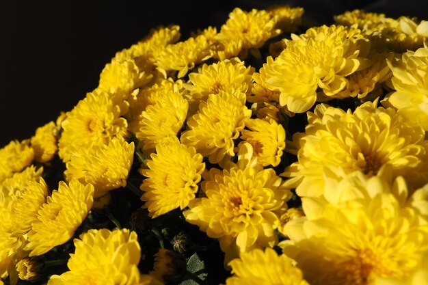 Chrysanthèmes de couleur jaune dans un bouquet Gros plan Carte de voeux pour mariage ou anniversaire Fleurs d'automne de la famille Asteraceae ou Dendranthema Flou flou Fond noir