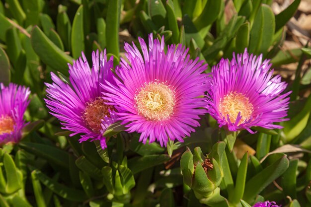 Chrysanthèmes fleuris,chrysanthèmes roses,extérieur, vert, pétale, saisonnier, croissance, saison