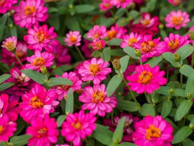 Les chrysanthèmes fleurissent dans le jardin d'automne