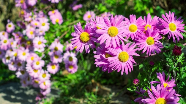 Chrysanthèmes Fleurs d'automne violet vif Fond floral