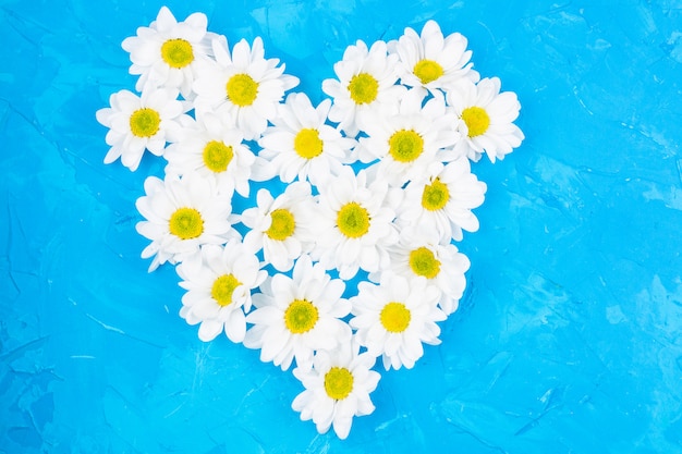 Chrysanthèmes sur fond bleu