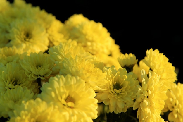 Chrysanthèmes jaunes dans le jardin fleurs jaunes gros plan de l'image d'arrière-plan