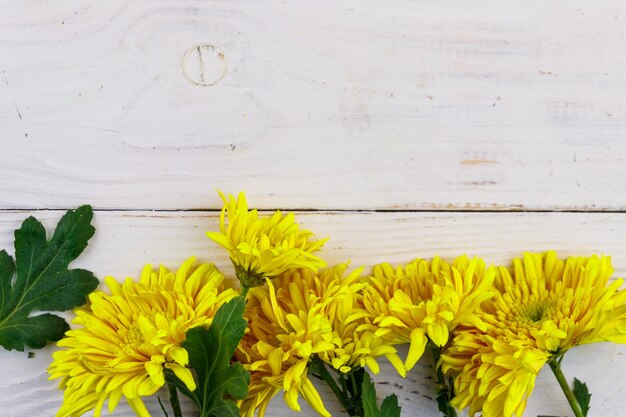 Chrysanthèmes jaunes sur fond de bois blanc vue de dessus copie espace