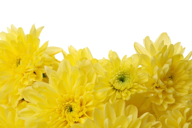 Chrysanthèmes jaunes isolés sur blanc