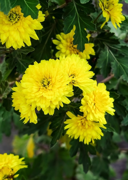 les chrysanthèmes jaunes poussent dans un jardin fleuri. concept de culture de fleurs de jardin