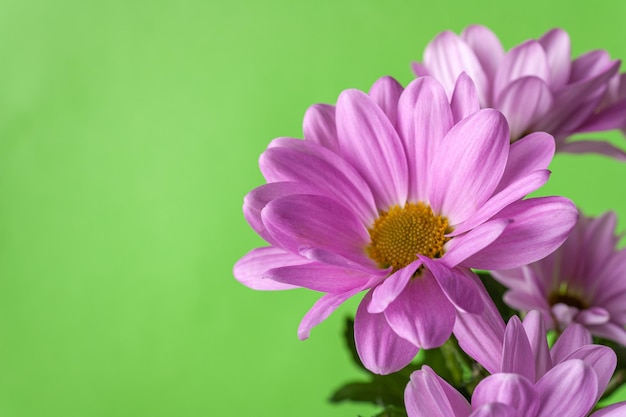 Chrysanthèmes lilas sur fond vert closeup copie espace mise au point sélective