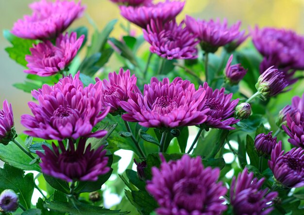 chrysanthèmes lumineux en fleurs dans le jardin en gros plan