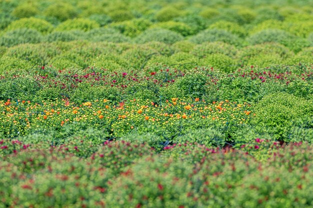 Chrysanthèmes mamans sur le terrain, plantes de chrysanthèmes