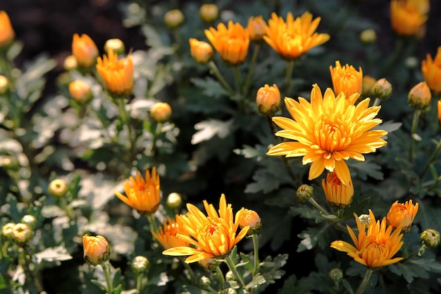 Chrysanthèmes orange dans le jardin image de fond de fleurs orange, gros plan