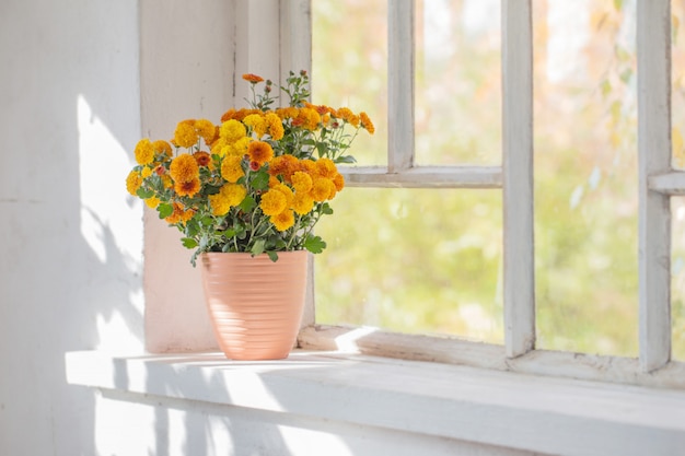 Chrysanthèmes en pots sur le vieux rebord de fenêtre blanc