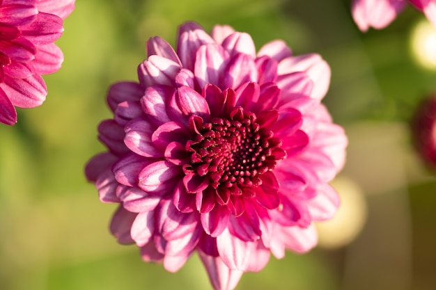 Chrysanthèmes rose vif frais dans le jardin d'automne. Fermer les chrysanthèmes montants. Concept de fleurs roses.