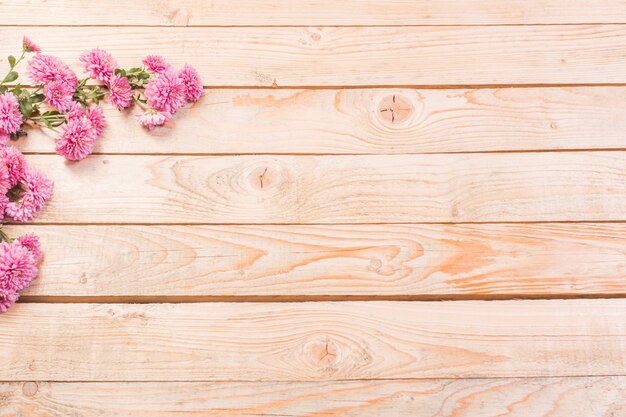 Chrysanthèmes roses sur bois