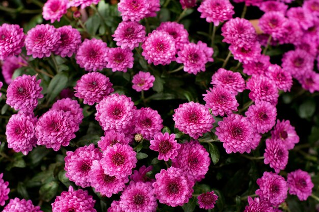 Chrysanthèmes roses dans les feuilles vertes.