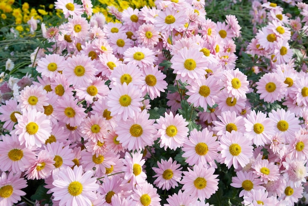 Chrysanthèmes roses doux.