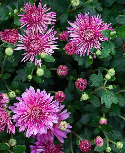 chrysanthèmes roses à l'extérieur Vue d'en haut