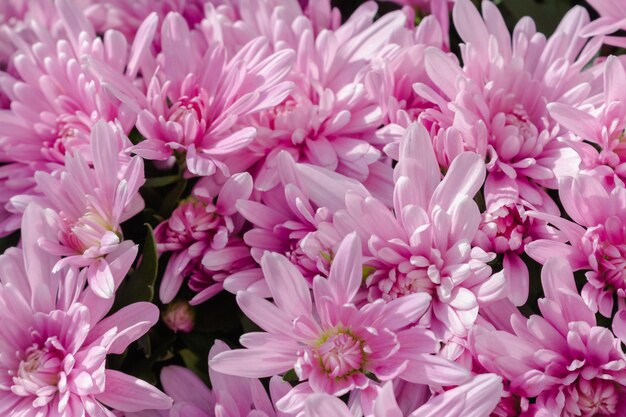 chrysanthèmes roses floral fond rose