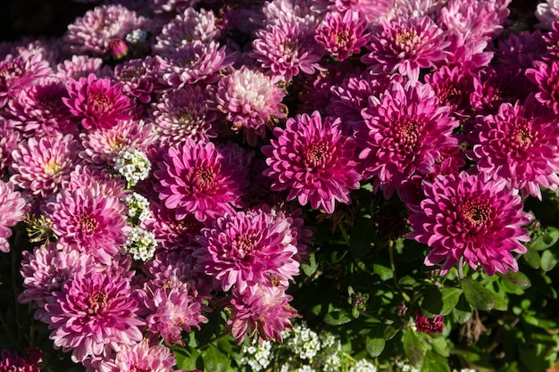 Chrysanthèmes roses sur parterre de fleurs dans le jardin à l'automne