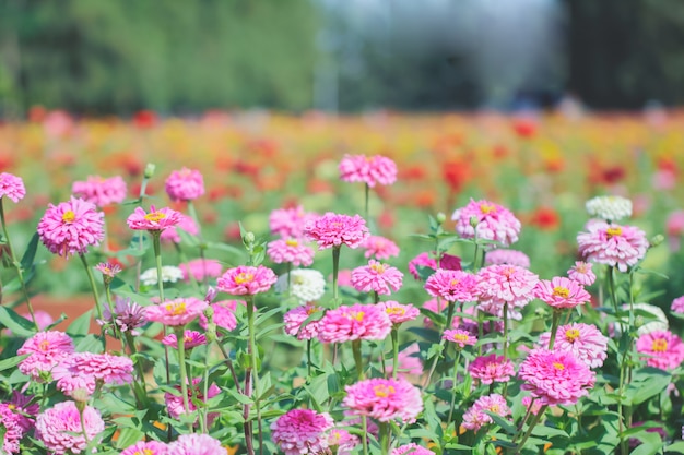 Chrysanthèmes roses et violets.