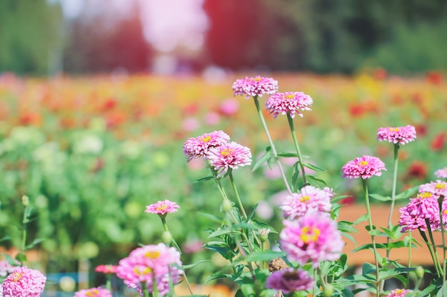 Chrysanthèmes roses et violets.