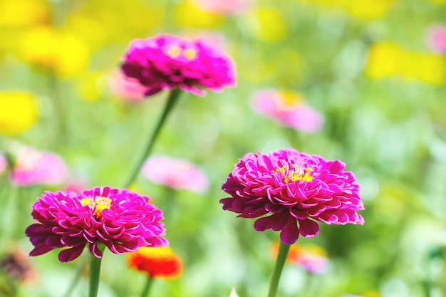 Chrysanthèmes roses et violets.