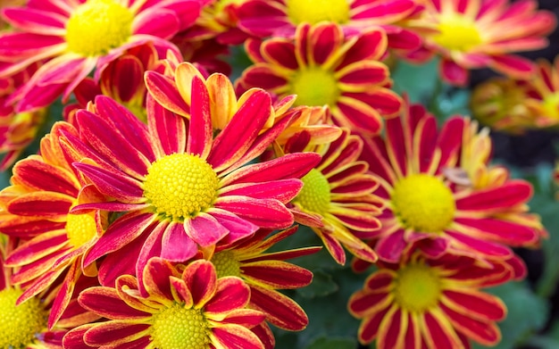 chrysanthèmes rouges fleur de marguerite