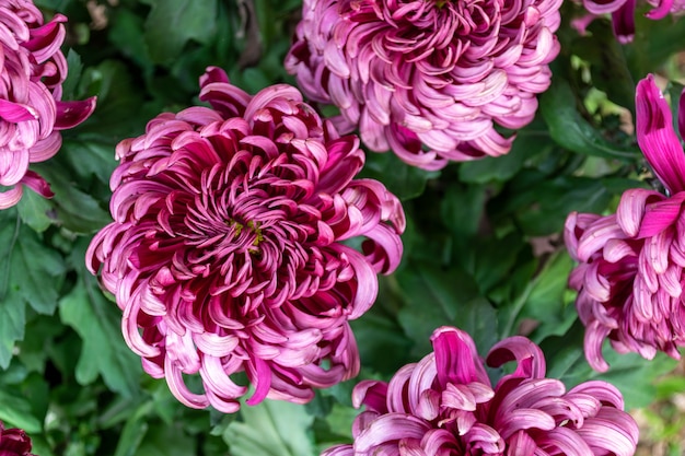 Les chrysanthèmes violets du parc sont en fleurs