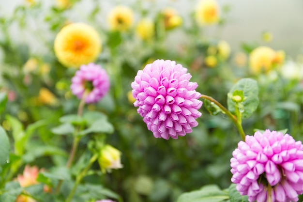 Chrysanthèmes violets