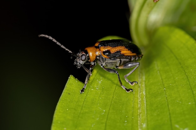 Chrysomèle adulte de la famille des Chrysomelidae