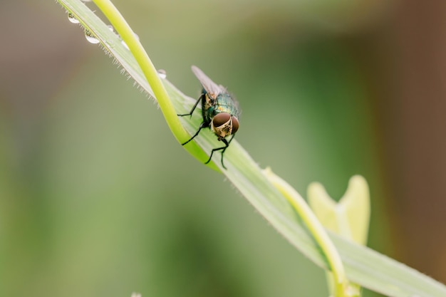 Chrysomya megacephala Blow fly sur les feuilles