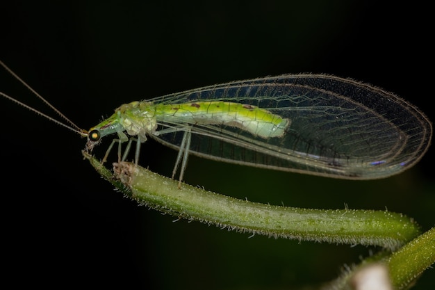 Chrysope verte typique adulte de la tribu Leucochrysini