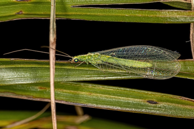 Chrysope verte typique adulte