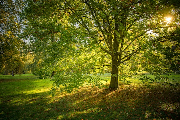 Chute dans le parc, feuilles jaunes tombant de l'arbre