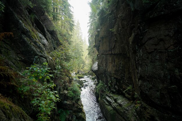 Chute d'eau dans la forêt eau de montagne faune rivière de montagne se transformant en cascade