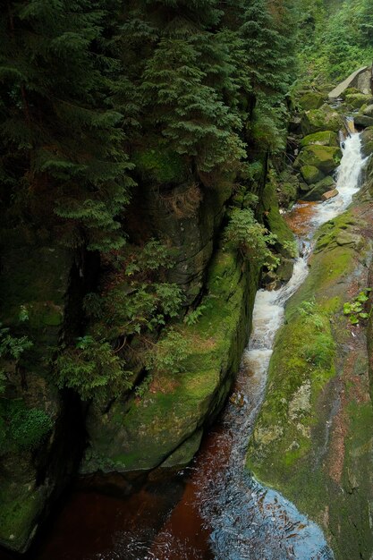 Chute d'eau dans la forêt eau de montagne faune rivière de montagne se transformant en cascade