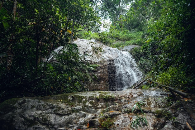 Chute d'eau dans la forêt tropicalechute d'eau dans la jungle