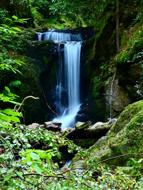 Chute d'eau dans la forêt