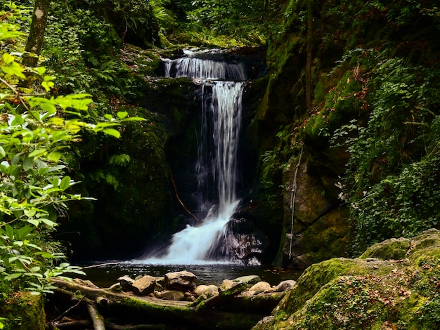 Chute d'eau dans la forêt