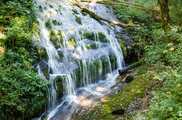 Chute d&#39;eau dans la jungle verte