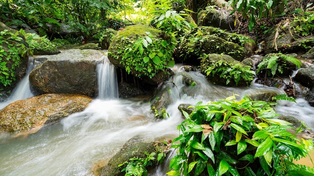 Chute d'eau dans un ruisseau clair et abondant dans la forêt Petite rivière cascade avec une eau cristalline lumière du matin