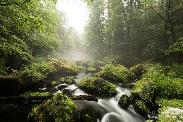 Une chute d'eau forestière rapide coulant à travers des rochers et des pierres entourés d'arbres