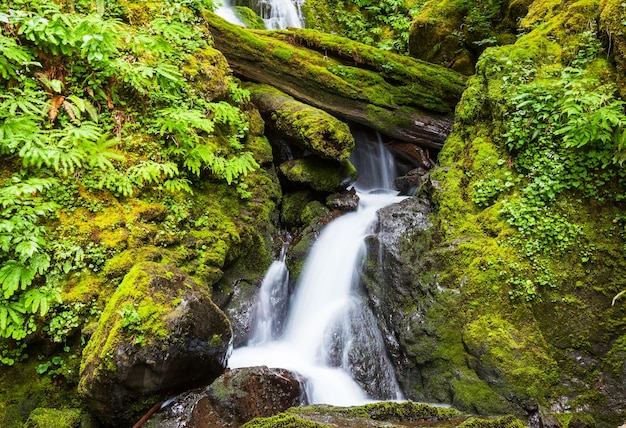 Chute d&#39;eau en forêt