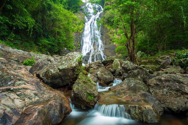 Chute d'eau naturelle dans la forêt