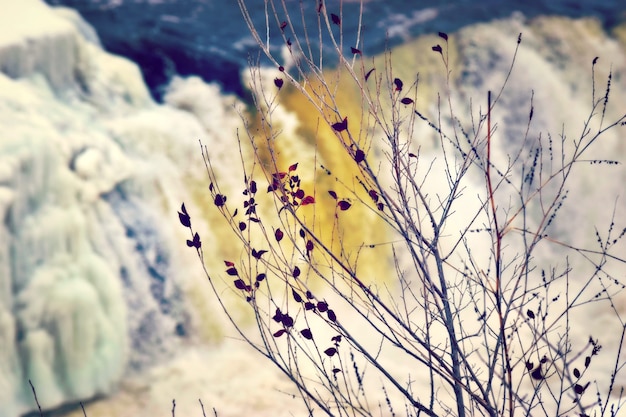 Photo chute d'eau à travers les branches