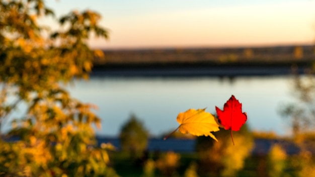 Chute des feuilles d'automne avec rivière sur fond. Tomsk. Sibérie