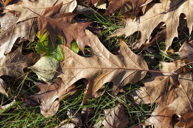 chute des feuilles en automne