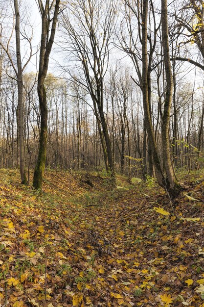 chute des feuilles en automne