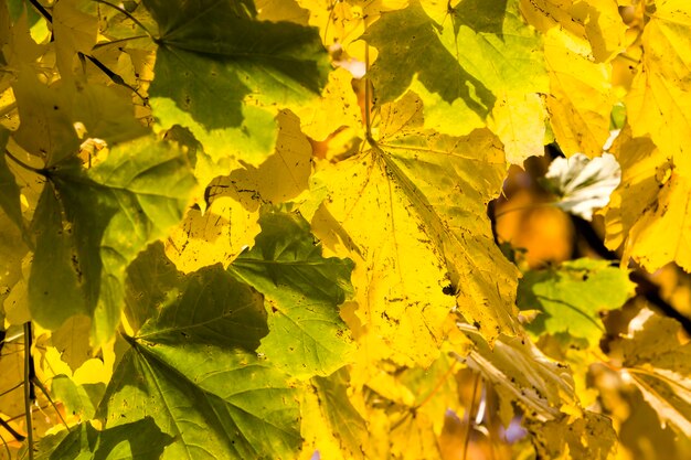 Chute des feuilles dans la forêt